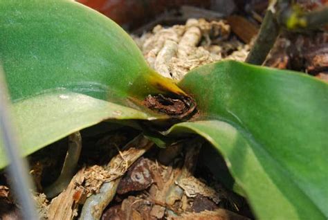 Phalaenopsis magic ary